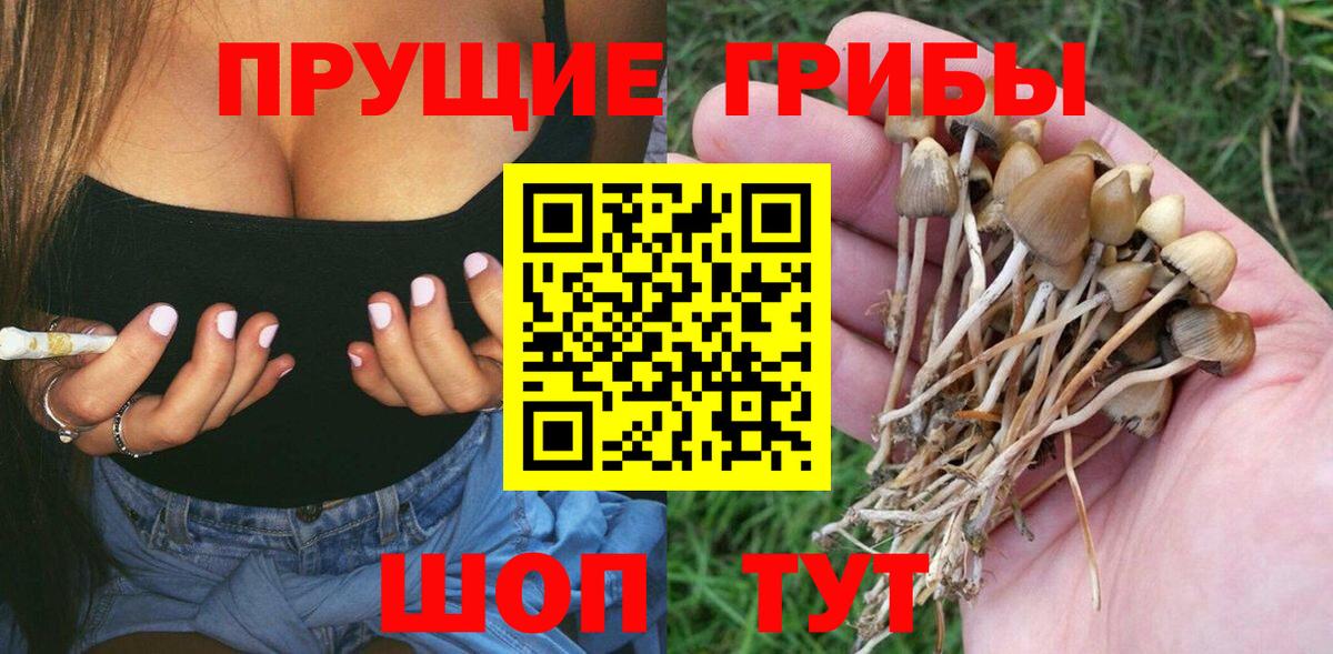 Псилоцибиновые грибы Psilocybe Ярцево